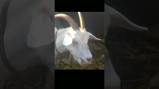Он проявил неуважение и сразу же был наказан! #shorts