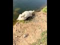 Belly laughs guaranteed watch these funny dogs in action  funny animals 2023