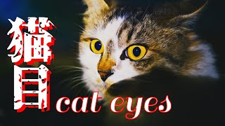 猫目 4K】『猫目-cat eyes-』#野良猫 ＃黒猫 ＃猫 ＃cat - YouTube