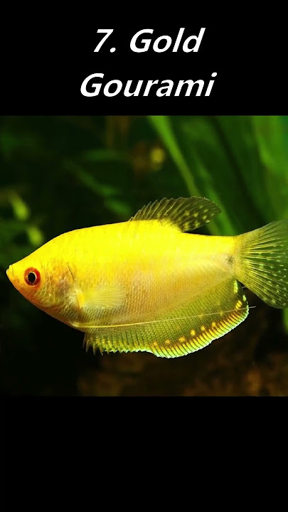 10 Highest Selling Gourami Species!