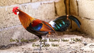 Pure Laos Red Jungle Fowl With a Nice Crow | Qaib Qus Dawb Ntsej 100% Zoo Nkauj Thiab Qua Zoo Heev