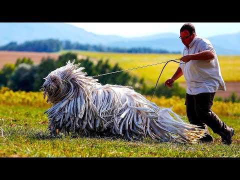 Видео: Может ли coton de tulear быть черным?