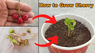 How to grow Cherry Plant at home  The Easiest Way to Grow Cherry from Seeds