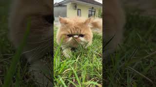 Anak cewek tapi pecicilan #icel #ojun #cat