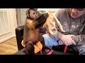 Monkey LOVES BIG PUTTY Silly Putty!