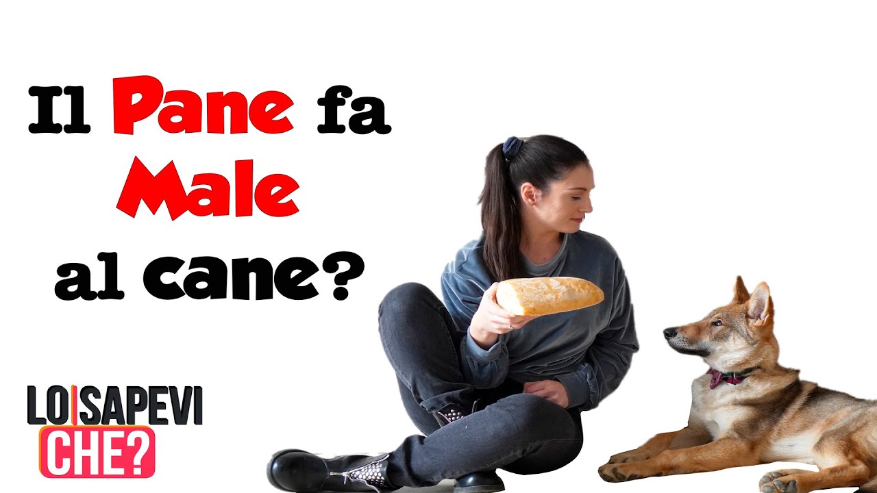 Si Può Dare Enterogermina Al Cane