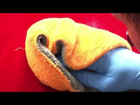 Bird drop - Heces de pajaro - Como eliminar el daño que provocan en la pintura del auto