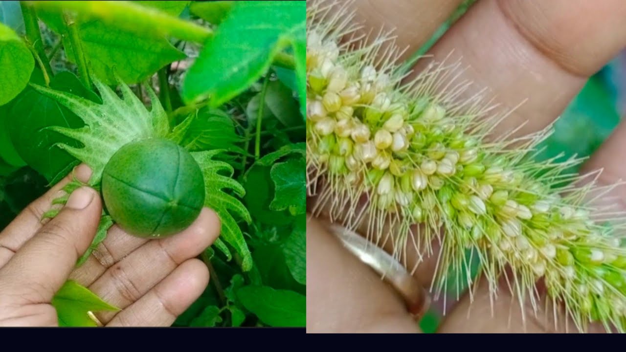 thinai plant/cotton plant/millet thinai/how to grow millet and cotton