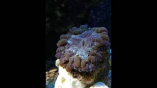 Reproducing Cynaria Coral