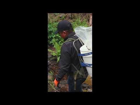 Resilience | Rise of the Apache trout #shorts