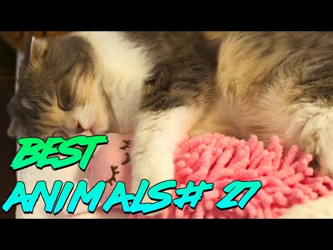 Видео: Best Animals Coub #27 | Лучшие кубы с животными №27 (Апрель 2020)