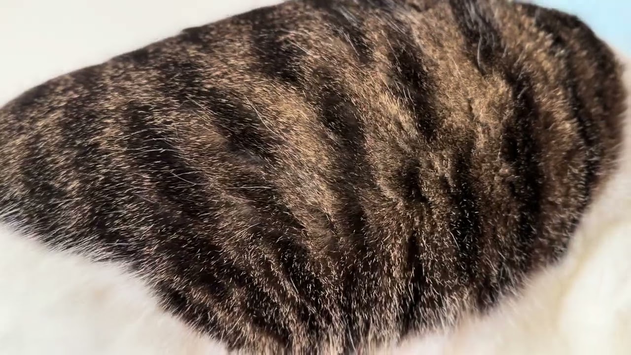 毎度おなじみ起こし屋猫がやってくる！ Woken Up by My Clingy Cat 🐾