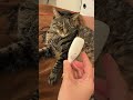 【猫に体温計】熱を測っていたら【俺もやる！】 #cat #猫のいる暮らし #キジトラ#風邪#体温計#元野良猫 #猫のいる生活 #猫 #猫動画