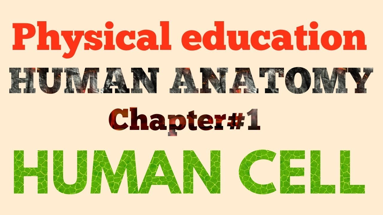 Human CELL - YouTube