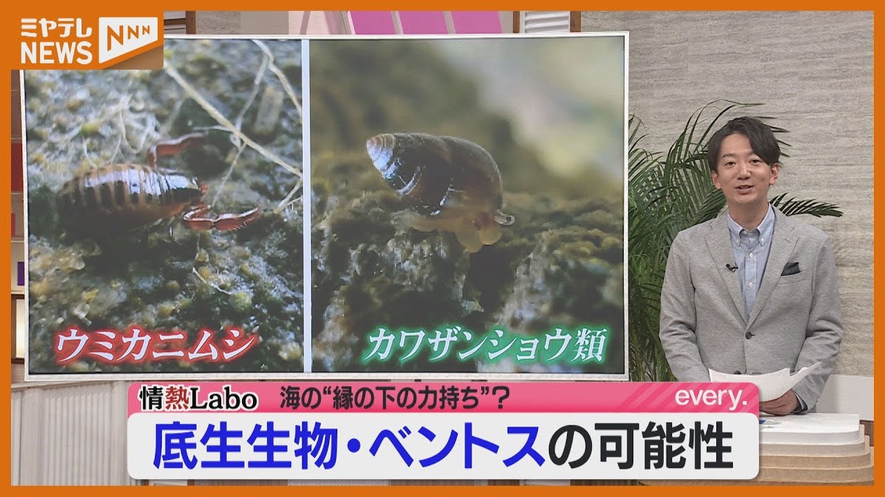 ベントス」って何？准教授の調査に同行 海の変化に気づくヒント - YouTube