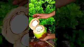 Wild coconuts twist | #shorts |