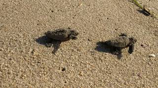 Baby Sea Turtles Heading To The Sea