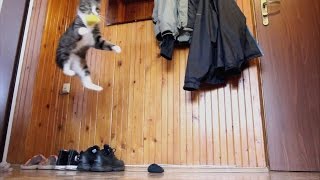 Cat with Nano - Energy (Crazy!) Cat with Nano - Energy (Crazy!)