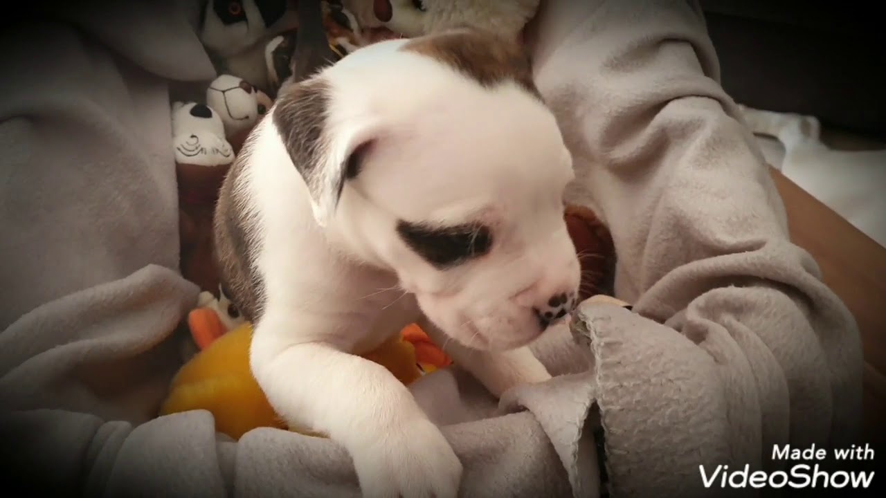 Boxer Welpen In Not Boxer Welpen In Not