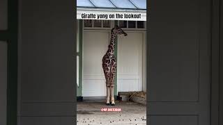 Yong In The Lookout Dierentuin Zoo Amsterdam Nederland Netherlands