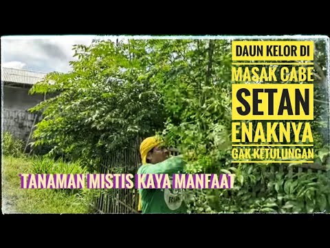 Daun kelor dimasak dengan cabe setan | tanaman mistis kaya manfaat