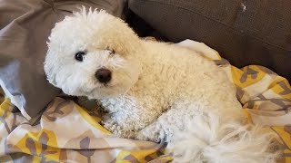 How To Train Your Bichon Frise Dog To Do Fun Tricks!