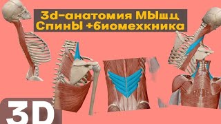 Как работают мышцы спины? 3D-анатомия от трапеции до глубоких мышц + биомеханика