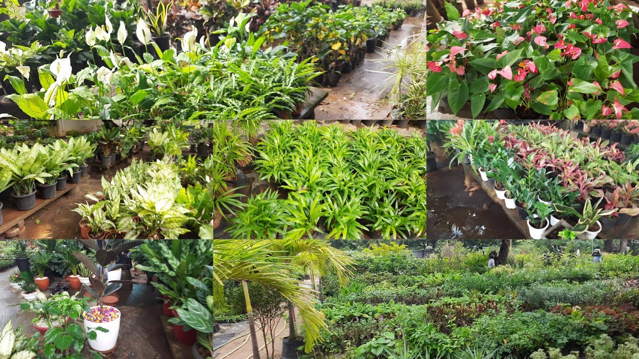 Best Nursery in Chennai wholesale Nurseryसबसे अच्छी नर्सरी सबसे