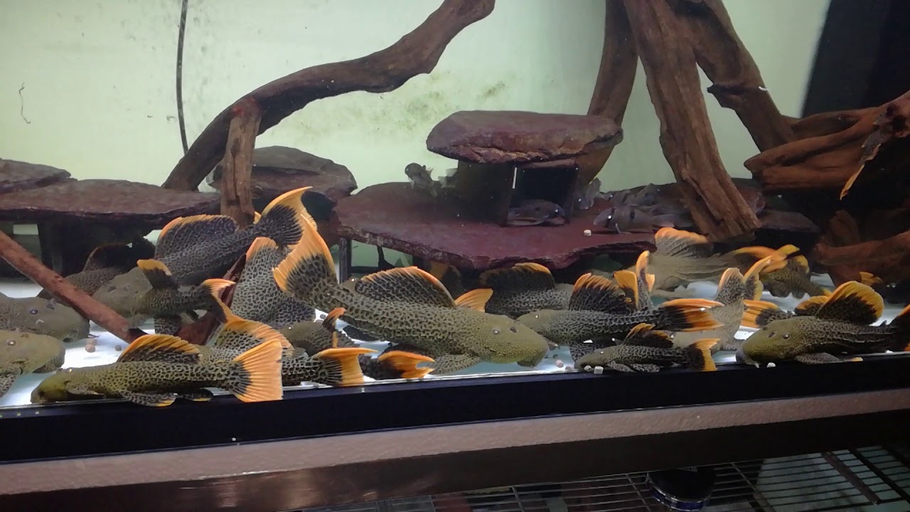 Pleco L600 Army Feeding YouTube pleco-l600-army-feeding-youtube