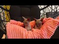Sphynx cats relaxing in swing chair / DonSphynx Sphynx cats relaxing in swing chair / DonSphynx