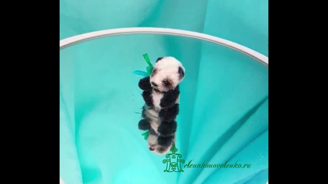 Miniature Panda Lee