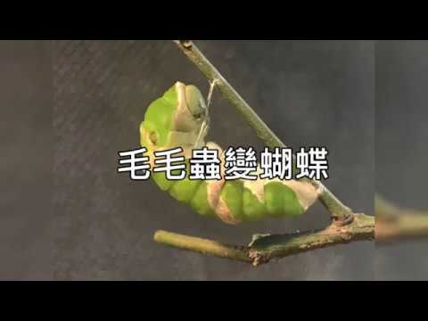 毛毛蟲變蝴蝶