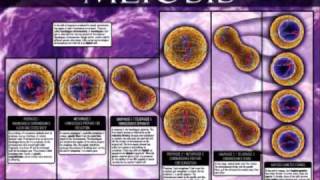 Mitosis vs. Meiosis