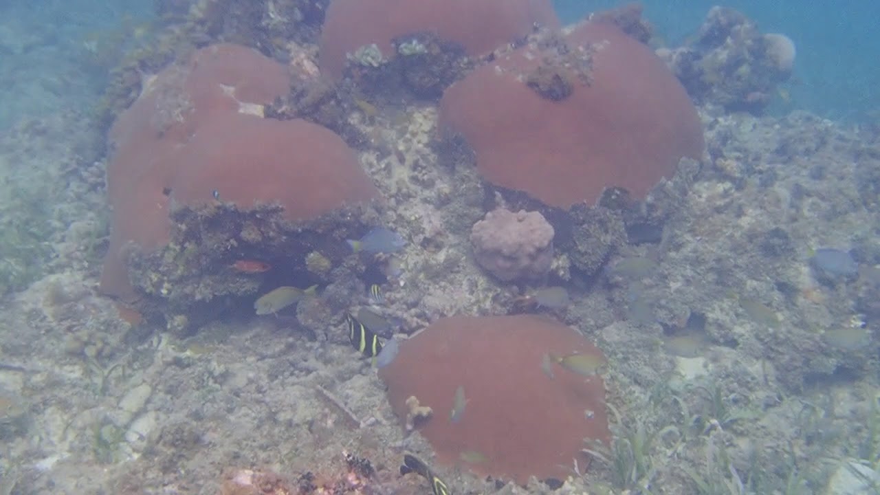 Snorkeling at Sapphire Reef Villa,  Boscobel, Jamaica May 2018
