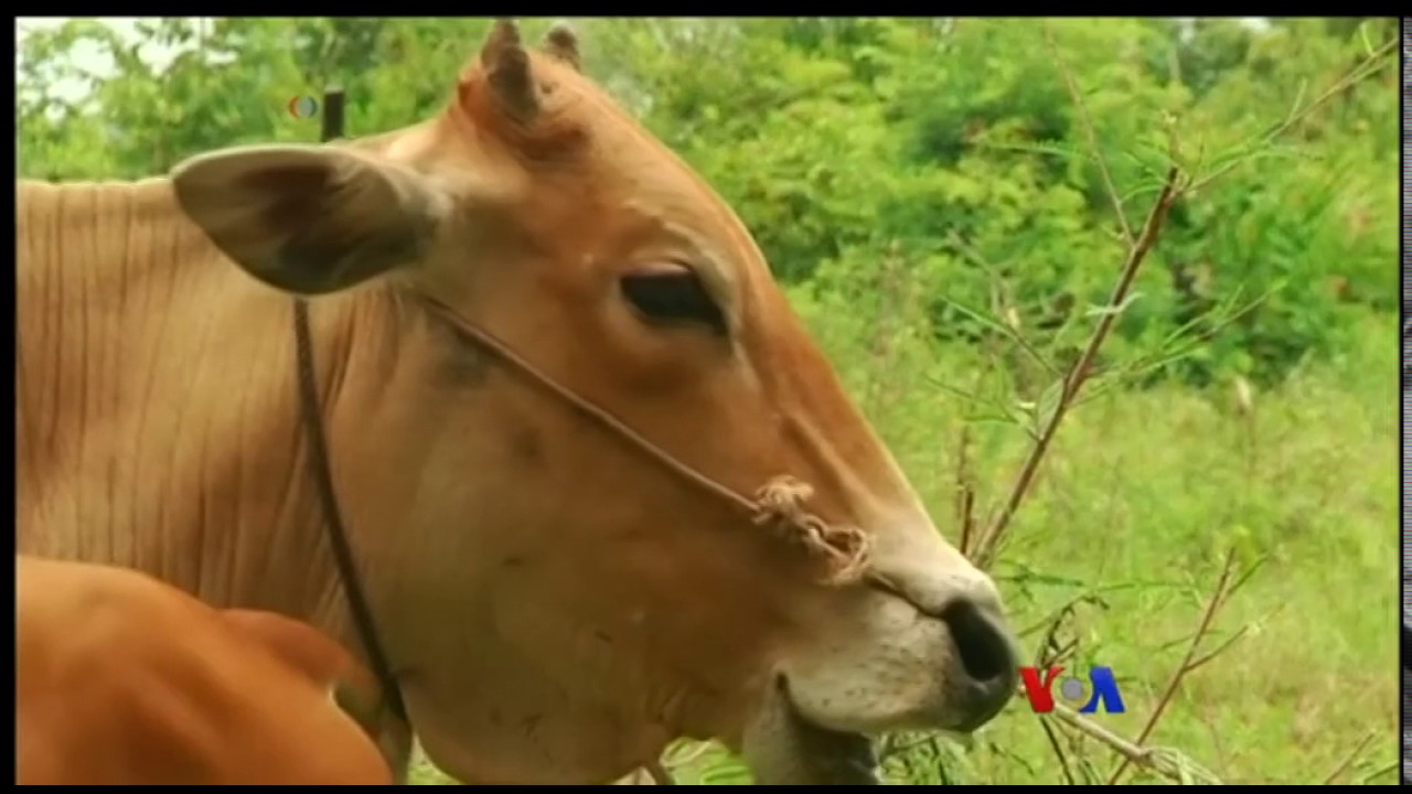 လူ၀င္စားလုိ႔ ယုံၾကည္ခံရတဲ့ ကေမာၻဒီးယားႏြား