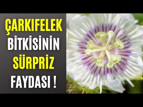 Video: Fırıldak Etli Bilgi – Fırıldak Bitki Bakımı Hakkında Bilgi Edinin