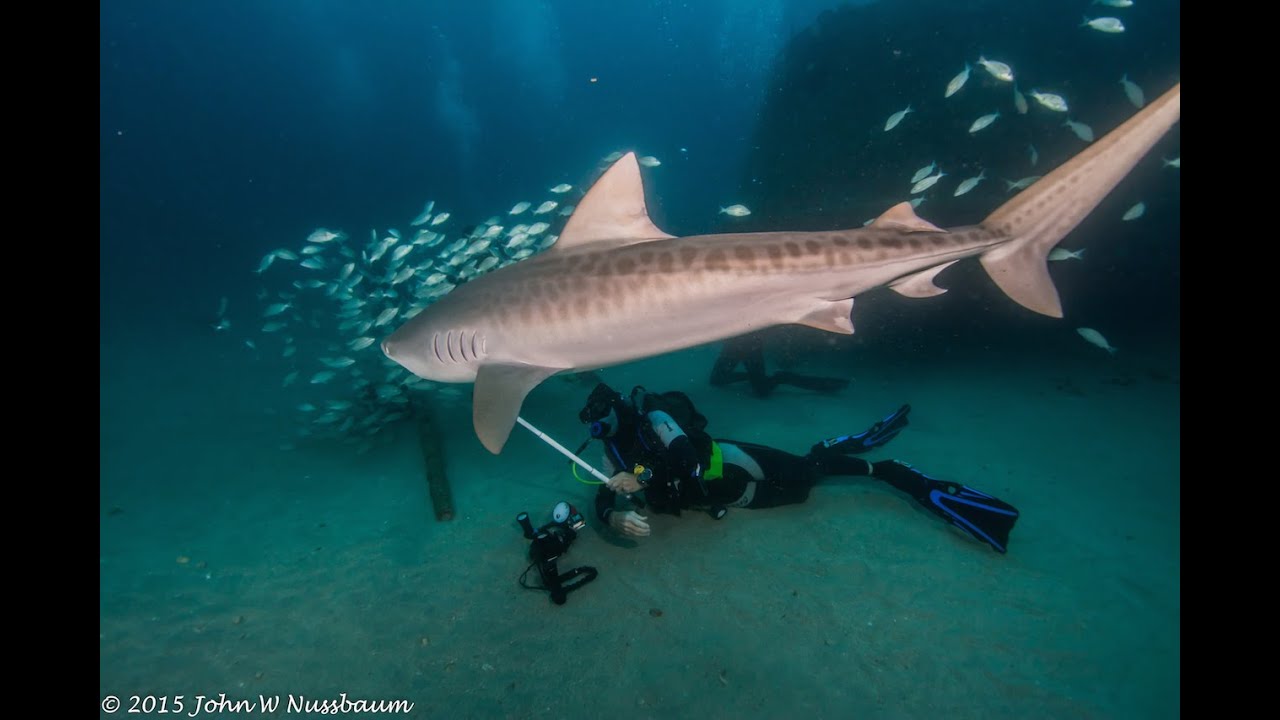 THE TIGER SHARK