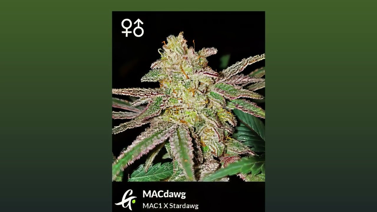 MACdawg - Greenpoint Seeds