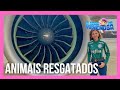 Presidente do Palmeiras, Leila Pereira, manda avião com veterinários ao Rio Grande do Sul