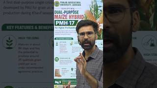 PAU Ludhiana developed a new dual-purpose single-cross maize hybrid, PMH 17 #Maize #Silage