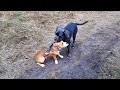 Амстафф и кане корсо, игры друзей | American Staffordshire Terrier and Cane Corso, playing friends