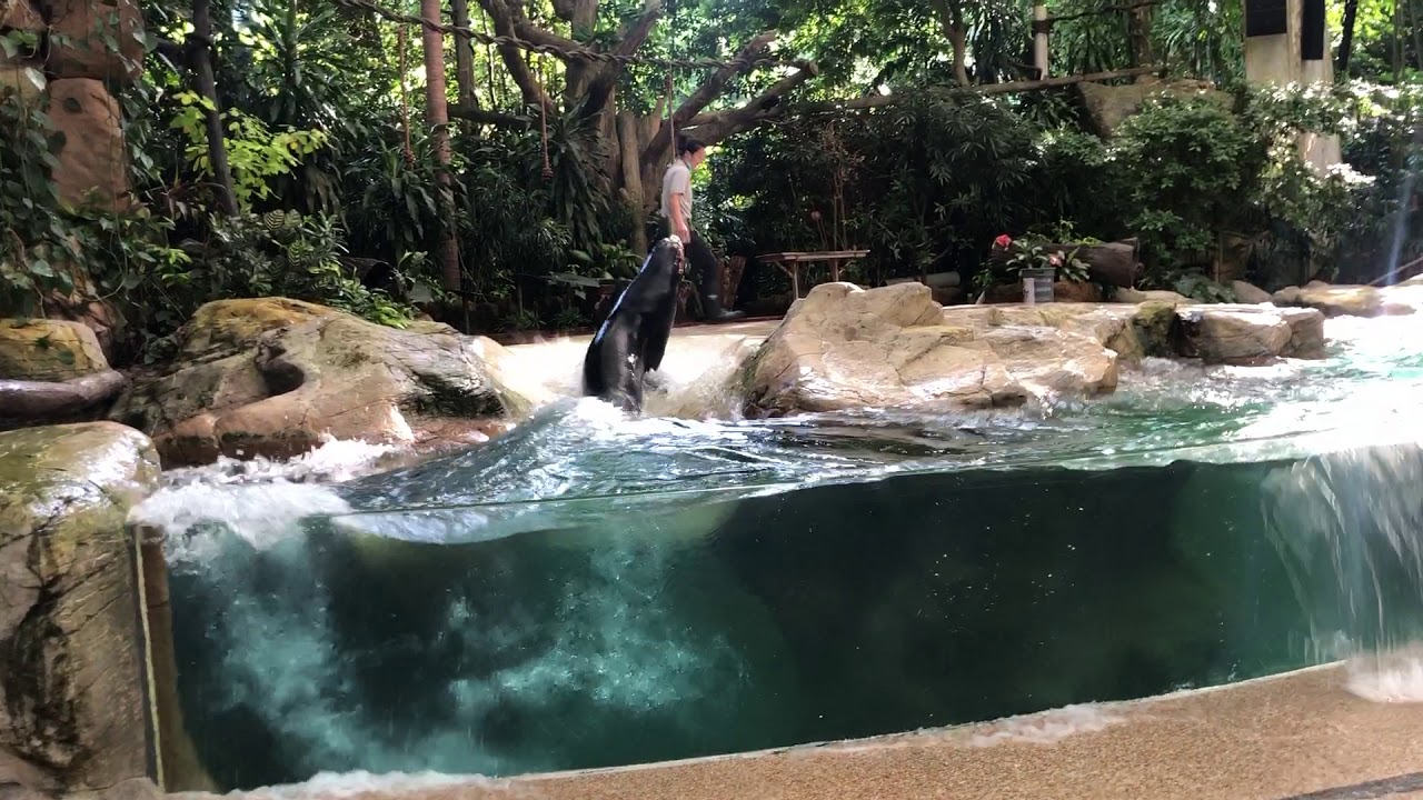 Splash show - seal - show at Singapore Zoo nov 2020