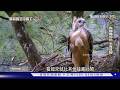 【萬物相連的深刻反思】 誰在守護誰？ 替熊鷹留生路 也是為人類留退路｜脆弱的空中霸主 熊鷹｜TVBS新聞@TVBSNEWS02