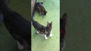 When an older cat may kinakain na something while younger cat checking it right away #cat