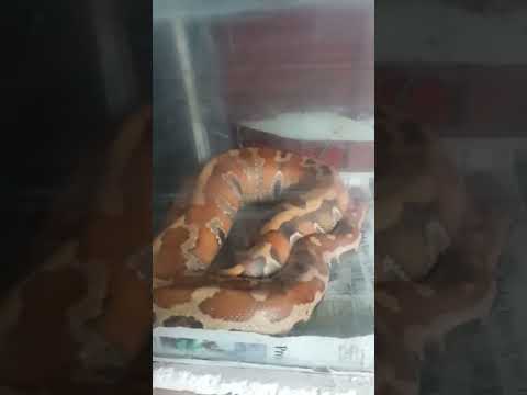 Ular Dipong setelah makan