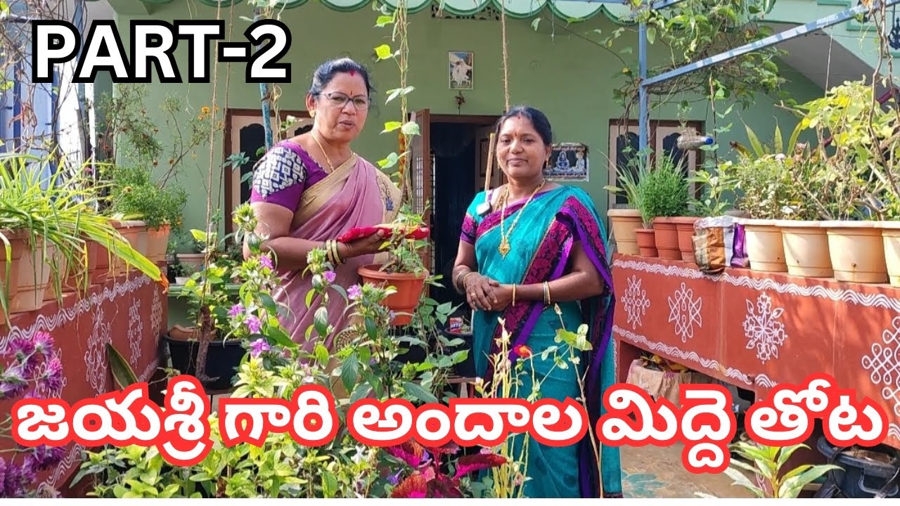 జయ శ్రీ గారి అందాల మిద్దెతోట, PART 2#@AadiLakshmiTerraceGarden #terres garden toor