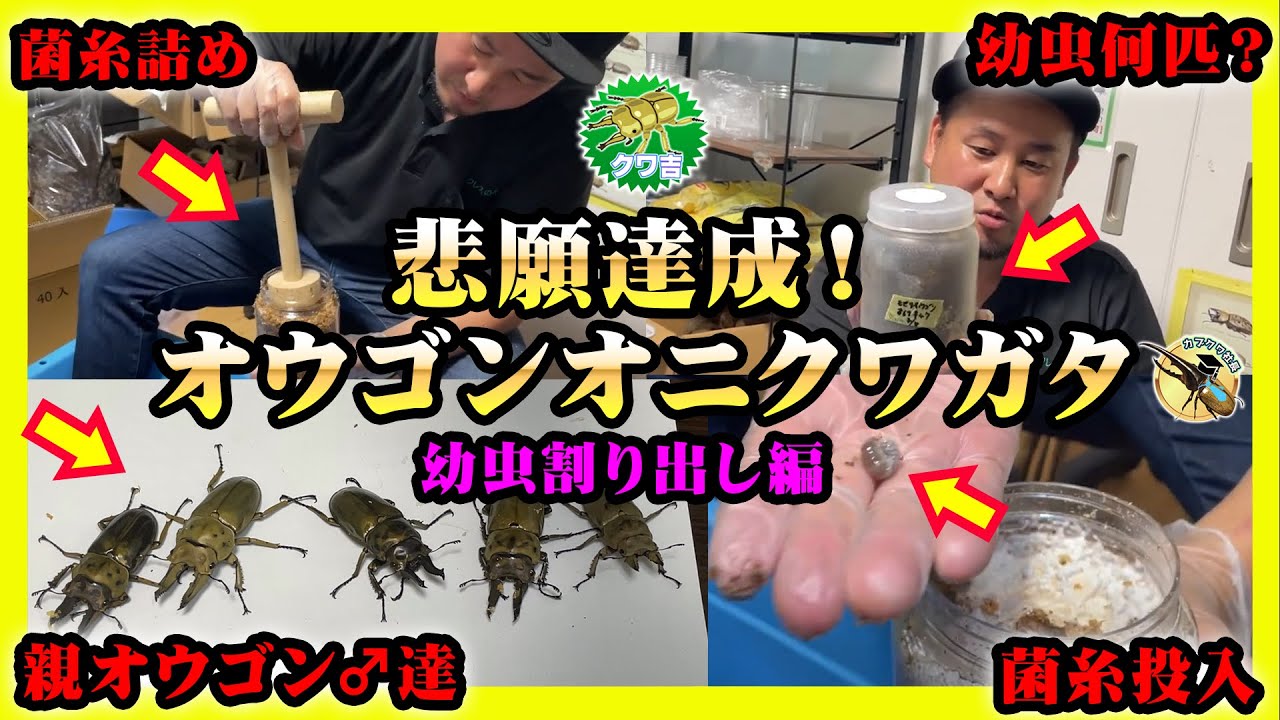 悲願達成!】オウゴンオニクワガタの幼虫割り出し編!遂にオウゴンオニ 悲願達成!】オウゴンオニクワガタの幼虫割り出し編!遂にオウゴンオニ