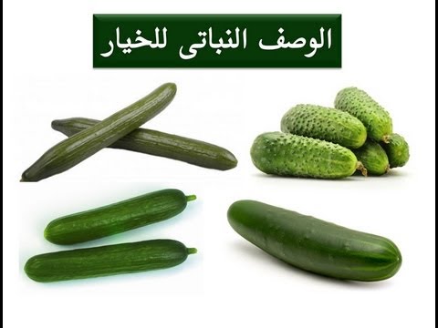 فيديو: أفضل أنواع الخيار لسيبيريا. بذور الخيار لسيبيريا