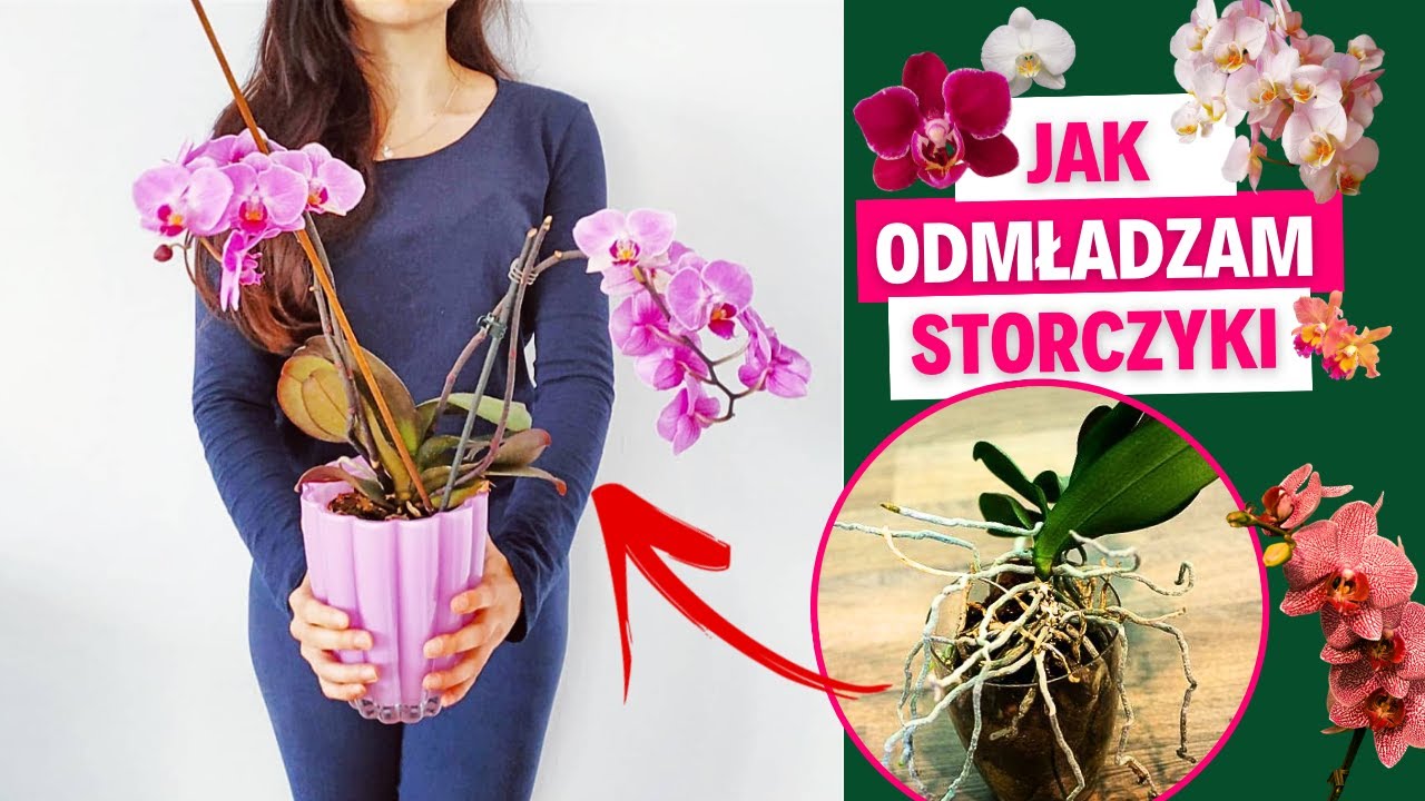 Jak odmładzam storczyki🌱Roślinki Gosi 🌱 Gosia i Miłosz