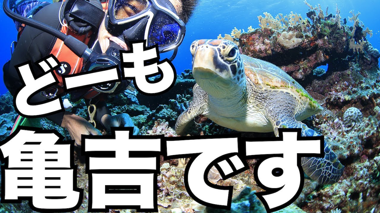 Diving with So Cute Turtle] Tarama's idol! Kamekichi the sea